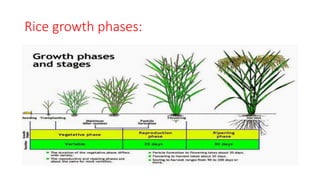 Rice growth phases:
 