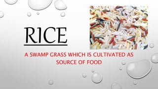 RICE
A SWAMP GRASS WHICH IS CULTIVATED AS
SOURCE OF FOOD
 