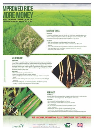 Rice: Solutions to Pests and Diseases 