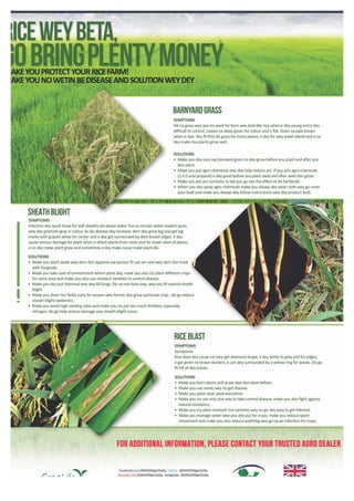 Rice: Solutions to Pests and Diseases (Pidgin)