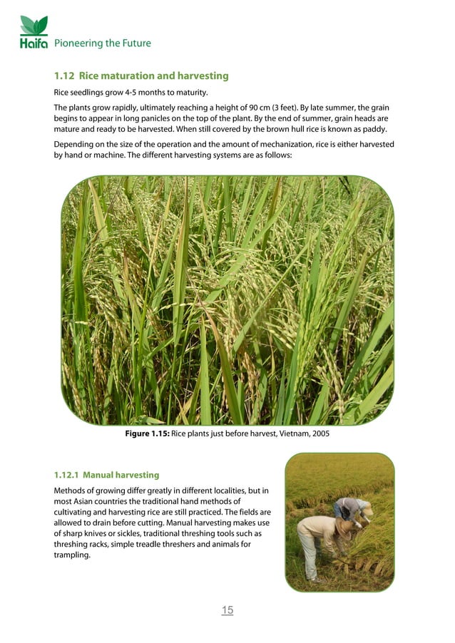 Rice Crop Guide Rice Fertilizer PDF