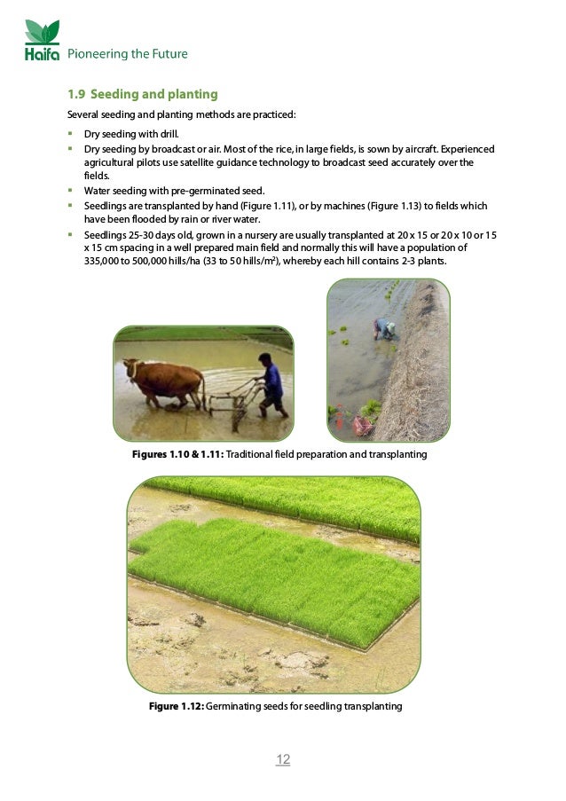 Rice Crop Guide Rice Fertilizer