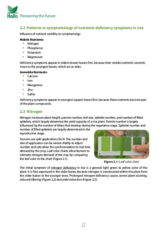 Rice Crop Guide Rice Fertilizer