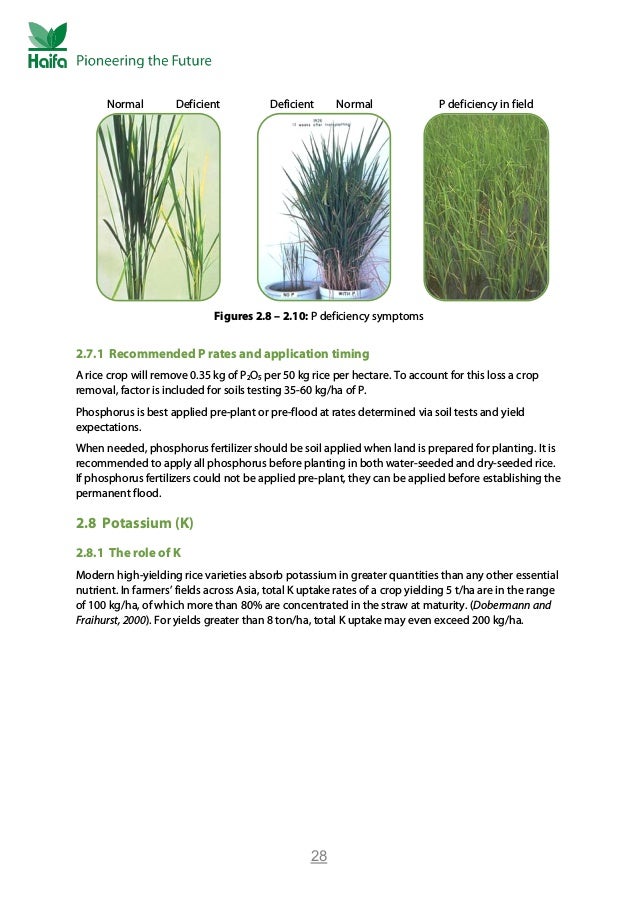 Rice Crop Guide Rice Fertilizer