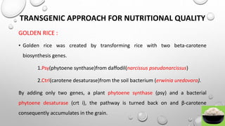 QUALITY BREEDING IN RICE | PPTX