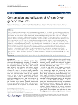 REVIEW Open Access
Conservation and utilization of African Oryza
genetic resources
Peterson W Wambugu1,3
, Agnelo Furtado1
, Daniel LE Waters2
, Desterio O Nyamongo3
and Robert J Henry1*
Abstract
Africa contains a huge diversity of both cultivated and wild rice species. The region has eight species representing
six of the ten known genome types. Genetic resources of these species are conserved in various global germplasm
repositories but they remain under collected and hence underrepresented in germplasm collections. Moreover,
they are under characterized and therefore grossly underutilized. The lack of in situ conservation programs further
exposes them to possible genetic erosion or extinction. In order to obtain maximum benefits from these resources,
it is imperative that they are collected, efficiently conserved and optimally utilized. High throughput molecular
approaches such as genome sequencing could be employed to more precisely study their genetic diversity and
value and thereby enhance their use in rice improvement. Oryza sativa was the first crop plant to have its reference
genome sequence released marking a major milestone that opened numerous opportunities for functional
characterization of the entire rice genome. Studies have however demonstrated that one reference genome
sequence is not enough to fully explore the genetic variation in the Oryza genus, hence the need to have
reference sequences for other species in the genus. An overview of the state of conservation and utilization of
African Oryza is hereby presented. Progress in the release of reference genome sequences for these species is also
highlighted.
Keywords: Conservation; Germplasm; Genetic diversity; Germplasm utilization; Wild rice; Genomic sequences
Introduction
The Oryza genus has two cultivated species, Oryza
sativa and Oryza glaberrima, and about 24 wild species
(Lu and Jackson 2009; USDA-ARS 2013) representing
ten rice genome types (Ge et al. 2001). With a total of
eight species of both cultivated and wild rice species,
representing six out of the ten known genome types
(Table 1 and Figure 1), the African region is, arguably,
one of the greatest sources of diversity in the rice gene
pool. It is the only region where the two cultivated
species co-exist by growing sympatrically. Unlike the
Australian Oryza which has been genetically isolated
from domesticated rice (Henry et al. 2009; Waters et al.
2012), African wild rice is found growing in contact with
the cultivated taxa allowing extensive hybridization
between cultivated and some of the wild rice species
especially those in the AA genome (Lu and Snow 2005).
Despite this possible hybridization, African wild rice spe-
cies remain a largely untapped source of useful genetic
and allelic diversity although they have made an import-
ant contribution in rice improvement (Brar and Khush
2002; Jena 2010; Khush et al. 1990).
Despite the long history of rice research covering di-
verse areas and the demonstrated value of the African
Oryza species, there is still little information on these
species compared to others in the genus (Goicoechea
2009). World agriculture is facing unprecedented chal-
lenges largely attributed to climate change and the need
to ensure proper conservation and sustainable utilization
of genetic resources of crop wild relatives has never been
more important (Brar 2004; FAO 2010). In order to
ensure that maximum benefits accrue to humankind
from these resources, it is imperative that they are col-
lected, efficiently conserved and optimally utilized. The
continued dramatic decrease in the costs of sequencing
and genotyping has revolutionized genetic resources
conservation and utilization and application of high
throughput genomics is increasingly becoming common
* Correspondence: robert.henry@uq.edu.au
1
Queensland Alliance for Agriculture and Food Innovation, The University of
Queensland, Brisbane, St Lucia, Qld, Australia
Full list of author information is available at the end of the article
© 2013 Wambugu et al.; licensee Springer. This is an open access article distributed under the terms of the Creative Commons
Attribution License (http://creativecommons.org/licenses/by/2.0), which permits unrestricted use, distribution, and reproduction
in any medium, provided the original work is properly cited.
Wambugu et al. Rice 2013, 6:29
http://www.thericejournal.com/content/6/1/29
 