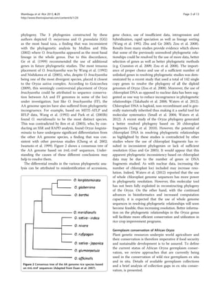 phylogeny. The 3 phylogenies constructed by these
authors depicted O. meyeriana and O. granulata (GG)
as the most basal taxa, a finding that was inconsistent
with the phylogenetic analysis by Mullins and Hilu
(2002) where O. brachyantha appeared as the most basal
lineage in the whole genus. Due to this discordance,
Ge et al. (1999) recommended the use of additional
genes in future phylogenetic studies. The most tenuous
placement of O. brachyantha was by Wang et al. (1992)
and Nishikawa et al. (2005), who, despite O. brachyantha
being one of the most divergent species, placed it closest
to the Oryza sativa complex. According to Goicoechea
(2009), this seemingly controversial placement of Oryza
brachyantha could be attributed to sequence conserva-
tion between AA and FF genomes in some of the loci
under investigation. Just like O. brachyantha (FF), the
AA genome species have also suffered from phylogenetic
incongruence. For example, based on MITE-AFLP and
RFLP data, Wang et al. (1992) and Park et al. (2003b)
found O. meridionalis to be the most distinct species.
This was contradicted by Ren et al. (2003), who, by con-
ducting an SSR and RAPD analysis, found Oryza longista-
minata to have undergone significant differentiation from
the other AA genome species, a finding that was con-
sistent with other previous studies (Cheng et al. 2002;
Iwamoto et al. 1999). Figure 2 shows a consensus tree of
the AA genome based on trnL-trnF sequences. Under-
standing the causes of these different conclusions may
help to resolve them.
The differential results in the various phylogenetic ana-
lysis can be attributed to misidentification of accessions,
gene choice, use of insufficient data, introgression and
hybridization, rapid speciation as well as lineage sorting
(Wang et al. 1992; Zhu and Ge 2005; Zou et al. 2008).
Results from many studies provide evidence which shows
that some of the previously unresolved phylogenetic rela-
tionships could be resolved by the use of more data, better
selection of genes as well as better phylogenetic methods
(e.g. Cranston et al. 2009; Zou et al. 2008). The import-
ance of proper choice and use of a sufficient number of
unlinked genes in resolving phylogenetic studies was dem-
onstrated by a recent study that used a total of 142 single
copy genes to resolve the phylogeny of all the diploid
genomes of Oryza (Zou et al. 2008). Moreover, the use of
chloroplast DNA as opposed to nuclear data has been sug-
gested as one way to reduce incongruence in phylogenetic
relationships (Takahashi et al. 2008; Waters et al. 2012).
Chloroplast DNA is haploid, non-recombinant and is gen-
erally maternally inherited thus making it a useful tool for
molecular systematics (Small et al. 2004; Waters et al.
2012). A recent study of the Oryza phylogeny generated
a better resolved phylogeny based on 20 chloroplast
fragments (Tang et al. 2010). However, the potential of
chloroplast DNA in resolving phylogenetic relationships
as highlighted by these studies is contradicted by other
studies where the use of chloroplast fragments has re-
sulted in inconsistent phylogenies or lack of sufficient
resolution (Guo and Ge 2005). It would appear that this
apparent phylogenetic inconsistency based on chloroplast
data may be due to the number of genes or DNA
fragments studied. As with nuclear data, increasing the
number of chloroplast loci included may increase reso-
lution. Indeed, Waters et al. (2012) reported that the use
of whole chloroplast genome sequences has more power
in phylogenetic resolution. However, this molecular tool
has not been fully exploited in reconstructing phylogeny
of the Oryza. On the other hand, with the continued
advances in bioinformatics and increased computation
capacity, it is expected that the use of whole genome
sequences in resolving phylogenetic relationships will soon
become feasible, thus increasing resolution. Better informa-
tion on the phylogenetic relationships in the Oryza genus
will facilitate more efficient conservation and utilization in
rice crop improvement programs.
Germplasm conservation of African Oryza
Plant genetic resources underpin world agriculture and
their conservation is therefore imperative if food security
and sustainable development is to be assured. To define
the current status of African Oryza germplasm conser-
vation, we review approaches that are currently being
used in the conservation of wild rice germplasm ex situ
and in situ. Details of available germplasm collections
and a brief analysis of collection gaps in ex situ conser-
vation, is presented.
Figure 2 Consensus tree of the AA genome rice species based
on trnL-trnF sequences (Adapted from Duan et al. 2007).
Wambugu et al. Rice 2013, 6:29 Page 3 of 13
http://www.thericejournal.com/content/6/1/29
 