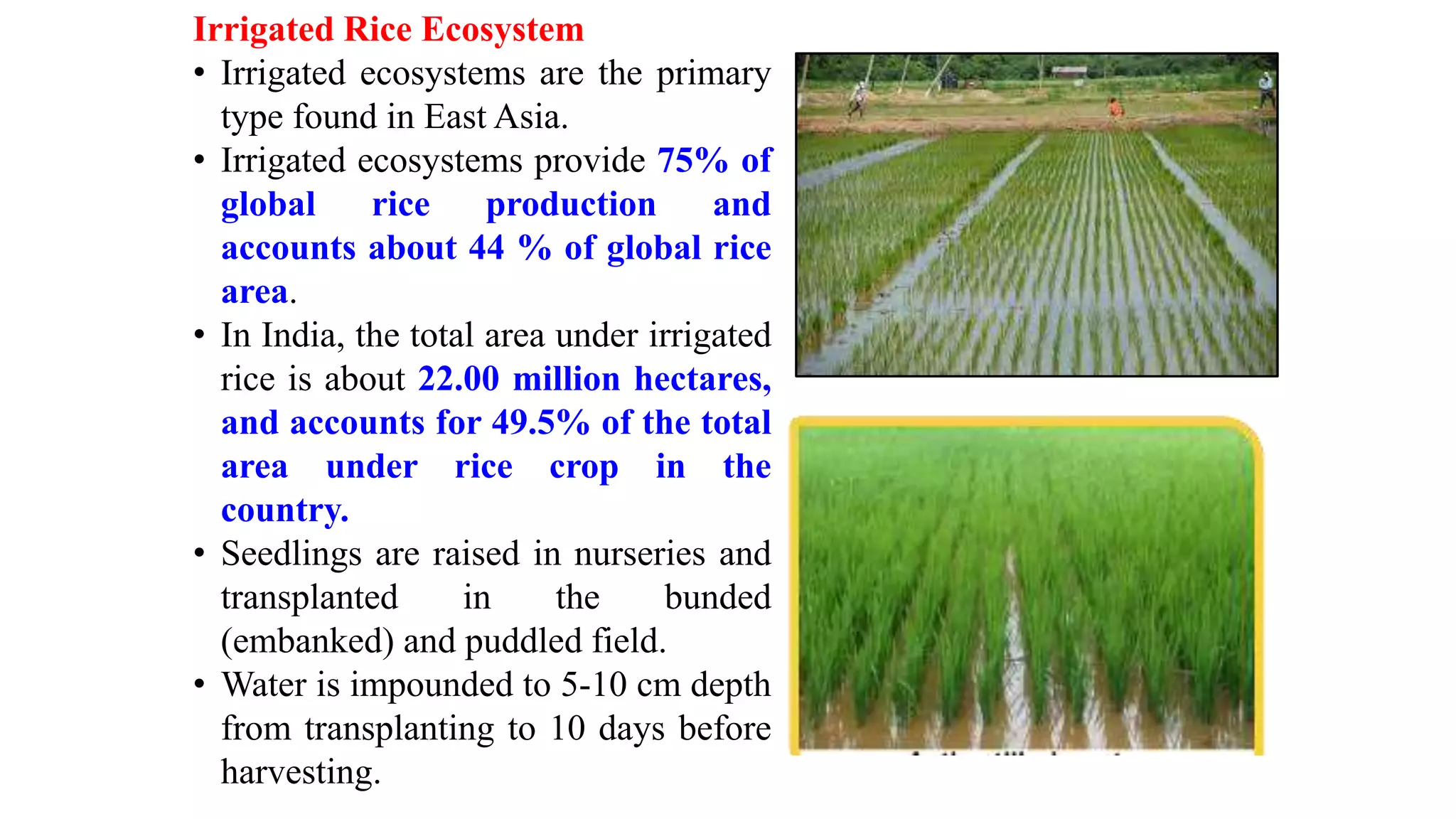 Rice | PPTX