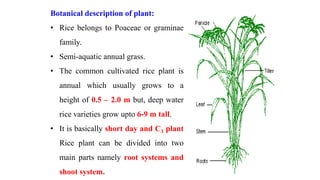 Rice | PPTX