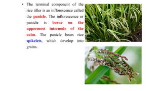 Rice | PPTX