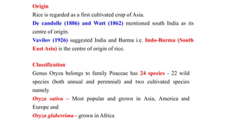 How Rice Was Invented Rice | PPTX