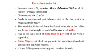 Rice - (Oryza sativa L.)
• Botanical name – Oryza sativa , Oryza glaberrima (African rice)
• Family – Poaceae (graminae)
• Chromosome No. : 2n=24
 Paddy is unprocessed part whereas, rice is the one which is
processed from paddy.
 The word rice is derived from the French word ris or the Italian
word riso, which might be modified Sanskrit word Vrihi.
 Rice is the staple food of more than 60 per cent of the world’s
population.
 About 90 per cent of all rice grown in the world is produced and
consumed in the Asian regions.
 It is the 2nd important cereal crop next to wheat in world.
 