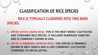 RICE.pptx