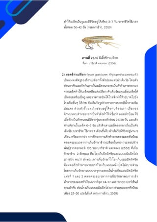 ทาให้เมล็ดเป็นรูและมีชีวิตอยู่ได้เพียง 3-7 วัน วงจรชีวิตใช้เวลา
ทั้งหมด 36-42 วัน (กรมการข้าว, 2559)
ภาพที่ 25.10 ผีเสื้อข้าวเปลือก
ที่มา: ปาริชาติ และคณะ (2558)
2) มอดข้าวเปลือก (lesser grain borer: Rhyzopertha dominica F.)
เป็นแมลงศัตรูของข้าวเปลือกทั้งตัวอ่อนและตัวเต็มวัย โดยตัว
อ่อนอาศัยและกัดกินภายในเมล็ดจนกลายเป็นตัวจึงเจาะออกมา
จากเมล็ดทาให้เมล็ดเหลือแต่เปลือก ตัวเต็มวัยแทะเล็มเมล็ดให้
เป็นรอยหรือเป็นรู และสามารถบินได้ไกลจึงทาให้ระบาดไปยัง
โรงเก็บอื่นๆ ได้ง่าย ตัวเต็มวัยรูปร่างทรงกระบอกสีน้าตาลเข้ม
ปนแดง ส่วนหัวสั้นและงุ้มซ่อนอยู่ใต้อกปล้องแรก เมื่อมอง
ด้านบนพบส่วนของอกเป็นหัวจึงทาให้มีชื่อว่า มอดหัวป้อม ไข่
เมื่อฟักเป็นตัวหนอนมีสีขาวขุ่นระยะตัวอ่อน 21-28 วัน และเข้า
ดักแด้ภายในเมล็ด 6-8 วัน แล้วจึงเจาะเมล็ดออกมาเมื่อเป็นตัว
เต็มวัย วงจรชีวิต ใช้เวลา 1 เดือนขึ้นไป ตัวเต็มวัยมีชีวิตอยู่นาน 5
เดือน หรือมากกว่า การศึกษาการเข้าทาลายของมอดหัวป้อม
ตลอดระยะเวลาการเก็บรักษาข้าวเปลือกในกองกระสอบข้าว
พันธุ์ขาวดอกมะลิ 105 ของปาริชาติ และคณะ (2558) ที่เก็บ
รักษาข้าว 2 ลักษณะ คือ โรงเก็บปิดมิดชิดและแบบผนังเปิดโล่ง
บางส่วน พบว่า ลักษณะการเก็บรักษาในโรงเก็บแบบปิดมิดชิด
มีแมลงเข้าทาลายมากกว่าโรงเก็บแบบผนังเปิดโล่งบางส่วน
โดยการเก็บรักษาแบบบรรจุกระสอบในโรงเก็บแบบปิดมิดชิด
แห่งที่ 1 และ 2 ตลอดระยะเวลาการเก็บรักษาพบการเข้า
ทาลายของมอดหัวป้อมมากที่สุด 24-77 และ 22.62 เปอร์เซ็นต์
ตามลาดับ ส่วนโรงเก็บแบบผนังเปิดโล่งบางส่วนพบมอดหัวป้อม
เพียง 23-50 เปอร์เซ็นต์ (กรมการข้าว, 2559)
 