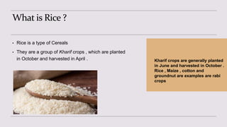 Rice Example RICEbyPramodh | PPTX
