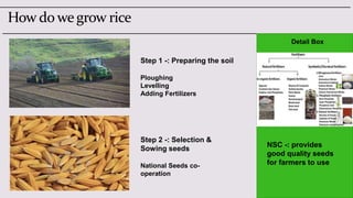 RICEbyPramodh | PPTX