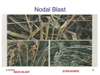 Integrated disease management in rice,pathology | PPT