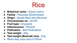 Short notes on Rice crop which provide all the important knowledge ...