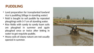Puddling Rice Field RICE nursery cultivation practices under different management systems.pptx