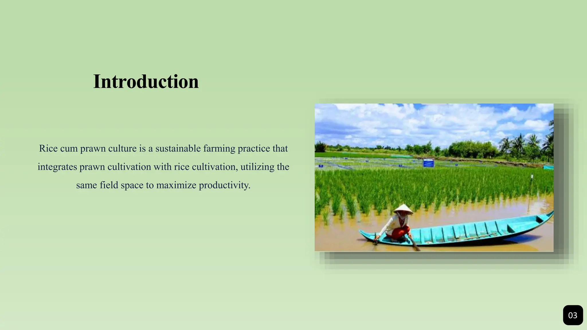 Rice-cum-Prawn-Culture-A-Harmony-of-Agriculture-and-Aquaculture.pptx ...