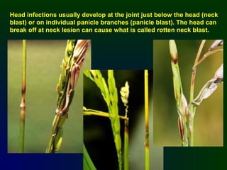 Rice diseases hpm | PPT