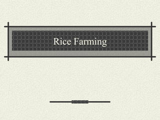 Rice Farming 