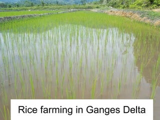 Rice farming in Ganges Delta 