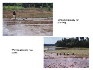 Women planting rice stalks Smoothing ready for planting 