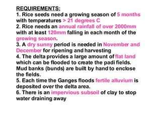 REQUIREMENTS: 1. Rice seeds need a growing season of  5 months  with temperatures  > 21 degrees C 2. Rice needs an  annual rainfall of over 2000mm  with at least  120mm  falling in each month of the  growing season . 3. A  dry sunny  period is needed in  November and December  for ripening and harvesting 4. The delta provides a large amount of  flat land  which can be flooded to create the padi fields.  Mud banks (bunds) are built by hand to enclose the fields. 5. Each time the Ganges floods  fertile alluvium  is deposited over the delta area. 6. There is an  impervious subsoil  of clay to stop water draining away 