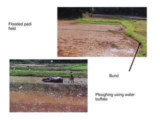 Bund Flooded padi field Ploughing using water buffalo 