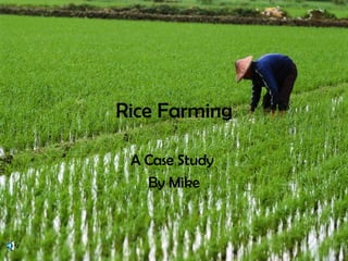 Rice Farming A Case Study  By Mike 