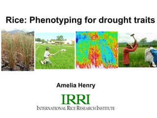 Rice: Phenotyping for drought traits
Amelia Henry
 