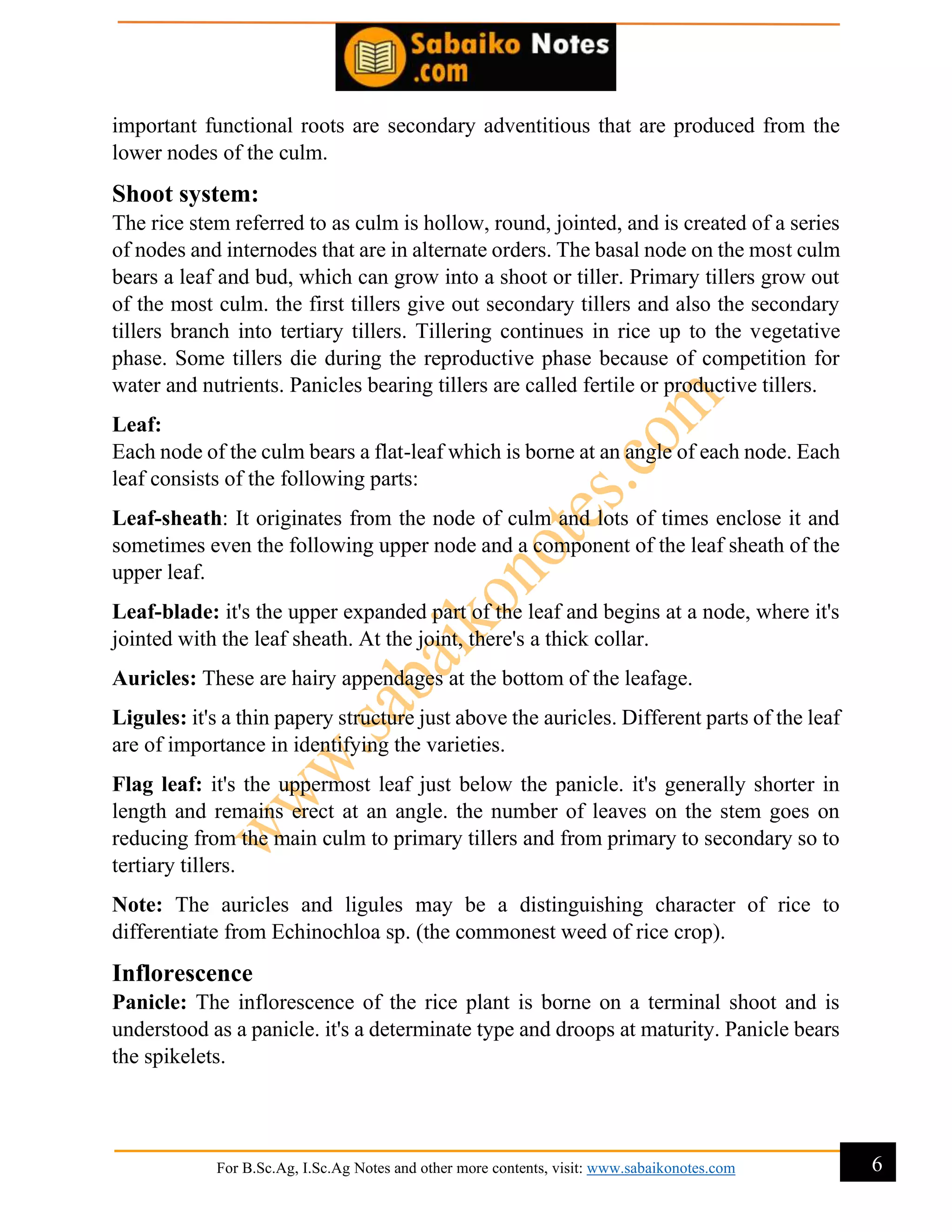 Rice Production | Complete Rice Cultivation | PDF