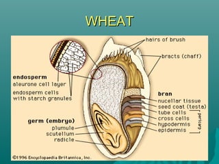 Rice and other grains | PPT