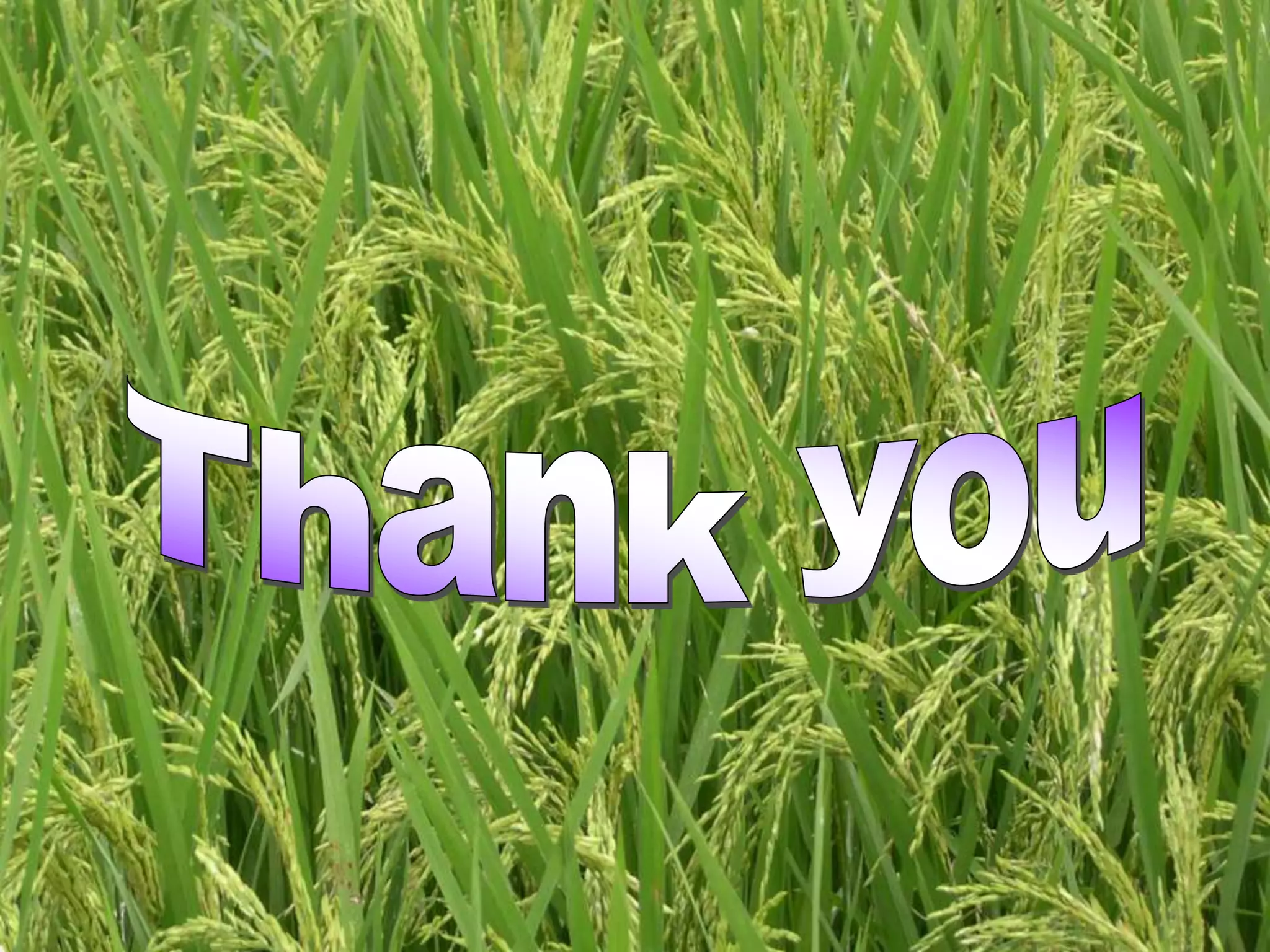 Rice based cropping system