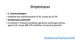 Streptomyces
• S. vinaceusdrappus
• Inhibited the mycelial growth of M. oryzae by 53.5%
• Streptomyces philanthi
• In Southern Thailand exhibited significant antifungal activity
against M. oryzae (88.73% inhibition of mycelial growth)
Boukaew and Prasertsan (2014)
 