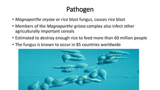 Pathogen
• Magnaporthe oryzae or rice blast fungus, causes rice blast
• Members of the Magnaporthe grisea complex also infect other
agriculturally important cereals
• Estimated to destroy enough rice to feed more than 60 million people
• The fungus is known to occur in 85 countries worldwide
 
