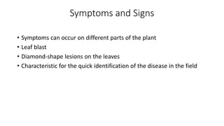 Symptoms and Signs
• Symptoms can occur on different parts of the plant
• Leaf blast
• Diamond-shape lesions on the leaves
• Characteristic for the quick identification of the disease in the field
 