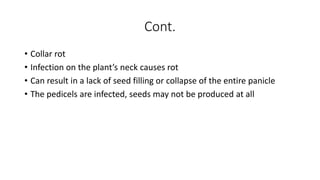 Cont.
• Collar rot
• Infection on the plant’s neck causes rot
• Can result in a lack of seed filling or collapse of the entire panicle
• The pedicels are infected, seeds may not be produced at all
 