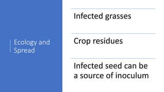Ecology and
Spread
Infected grasses
Crop residues
Infected seed can be
a source of inoculum
 