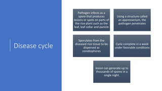 Disease cycle
Pathogen infects as a
spore that produces
lesions or spots on parts of
the rice plant such as the
leaf, leaf collar and panicle
Using a structure called
an appressorium, the
pathogen penetrates
Sporulates from the
diseased rice tissue to be
dispersed as
conidiophores
Cycle complete in a week
under favorable conditions
lesion can generate up to
thousands of spores in a
single night.
 