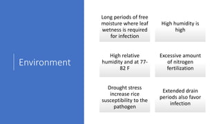 Environment
Long periods of free
moisture where leaf
wetness is required
for infection
High humidity is
high
High relative
humidity and at 77-
82 F
Excessive amount
of nitrogen
fertilization
Drought stress
increase rice
susceptibility to the
pathogen
Extended drain
periods also favor
infection
 