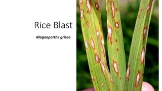 Rice Blast
Magnaporthe grisea
 