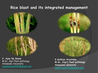 Rice blast and its integrated management
V.Sathiya Aravindan
M.Sc.,(Agri) Plant pathology
Annamalai university
sakthivsd1312@gmail.com
V. Ajay De Souza
M.Sc., Agri Plant pathology
Annamalai University
ajaydesouza0003@gmail.com
 