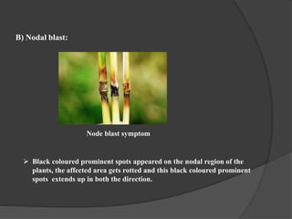 Rice blast and its integrated management.pptx