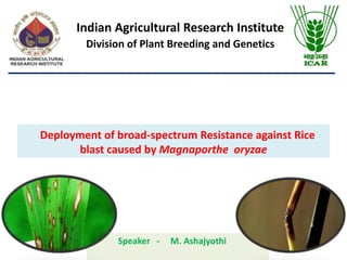 Deployment of broad-spectrum Resistance against Rice
blast caused by Magnaporthe oryzae
Indian Agricultural Research Institute
Division of Plant Breeding and Genetics
Speaker - M. Ashajyothi
 