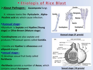 About Pathogen:- Ascomycota fungi.
It releases toxins like- Pyricularin , Alpha-
Picolinic acid etc which cause infection.
Asexual stage:-
•Mycelium is Septate and Hyaline (Young
stage) or Olive-Brown (Mature stage)
•Conidiophores are also septate and
produces 7-9 asexual spores called Conidia.
• Conidia are Hyaline to olivaceous and
ellipsoid shaped
sexual stage:-
•It develops sexual fruit body called
Perithecia
•Perithecia consists a number of Ascus, which
contains sexual Ascospore.
Asexual stage (P. gresia)
Sexual stage ( M.gresia)
 