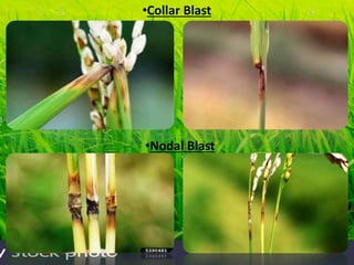 •Collar Blast
•Nodal Blast
 