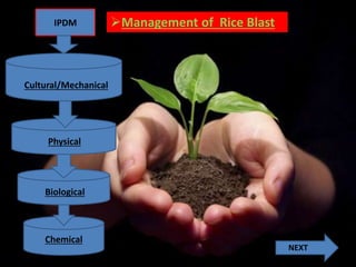 Management of Rice BlastManagement of Rice Blast
Cultural/Mechanical
Physical
Biological
Chemical
NEXT
IPDM
 
