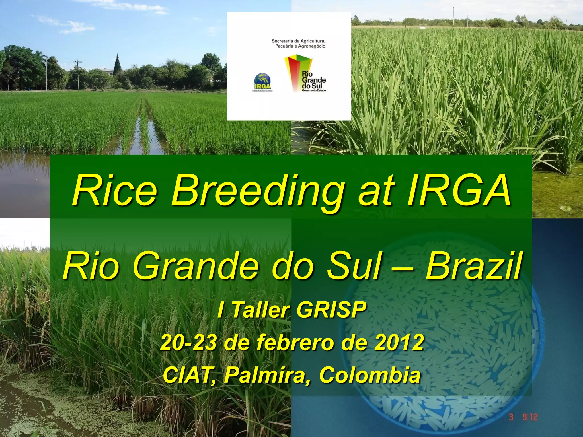 Rice breeding at Irga | PDF
